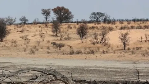 CLIP: Linh dương đầu bò đối đầu với 3 con báo để bảo vệ con non