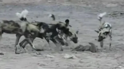 CLIP: Cầy mangut dũng cảm đánh bại đàn chó hoang để bảo vệ gia đình