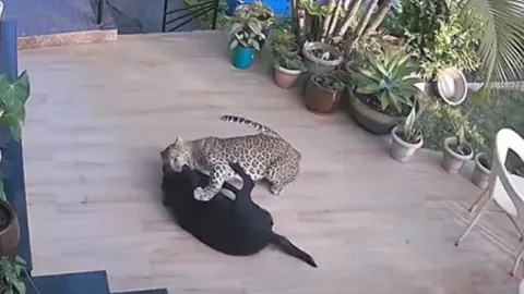 Khoảnh khắc kinh hoàng, báo hoang lao vào nhà dân bắt chó Labrador