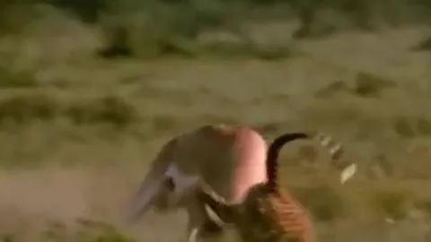 CLIP: Bị báo săn truy sát, linh dương nổi điên húc thủng bụng kẻ đi săn để chạy thoát thân