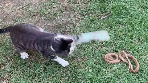 CLIP: Đụng độ mèo, rắn chuột Dion bị tát cho 'sấp mặt'