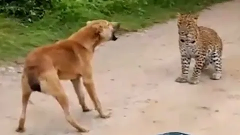 CLIP: Đi săn chó nhà, báo hoa mai phải vội vã bỏ chạy vì màn phản kích 'có 1 không 2' của con mồi