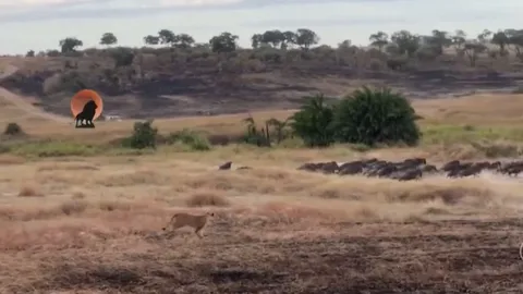 CLIP: Sư tử cái tung đòn chớp nhoáng, hạ gục linh dương đầu bò