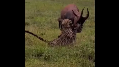 CLIP: Báo săn nhận thất bại ê chề trước màn phản công ngoạn mục của linh dương