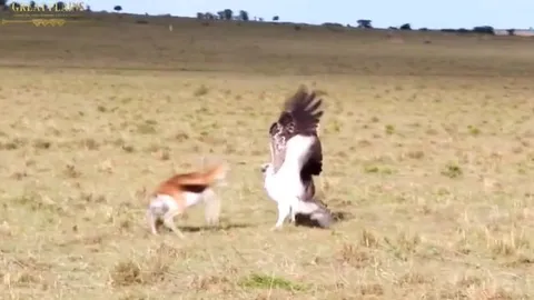 CLIP: Linh dương mẹ liều mình đối đầu đại bàng để cứu con non