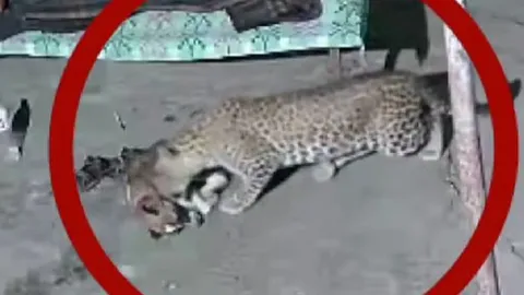 Báo lẻn vào tận giường bắt cún cưng mà chủ vẫn không hay biết vì... mải xem điện thoại