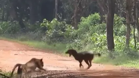 CLIP: Bị báo hoa mai tấn công bất ngờ, chó rừng vẫn thoát chết ngoạn mục