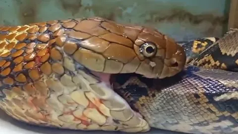 CLIP: Siết được rắn hổ mang chúa, trăn vua vẫn bị kẻ thù xơi tái