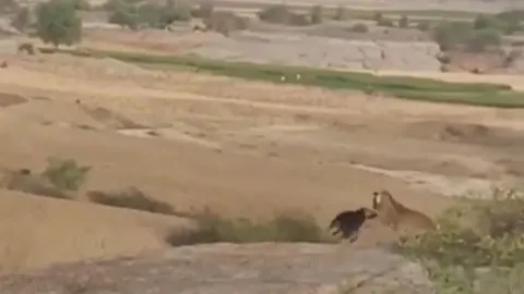 CLIP: Bị báo hoa mai tập kích bất ngờ, chó nhà quyết liệt chống trả rồi nhận cái kết mãn nhãn