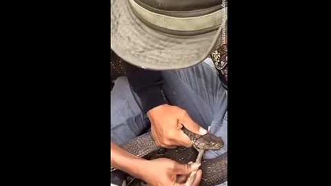 CLIP: Đi rừng, người đàn ông bị rắn hổ mang cắn vào chỗ hiểm, đau đớn kêu la