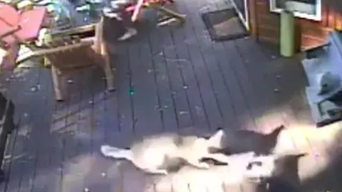 CLIP: Đang nằm nghỉ ngơi cạnh chủ nhà, chó nhà bất ngờ bị sói đồng cỏ tấn công