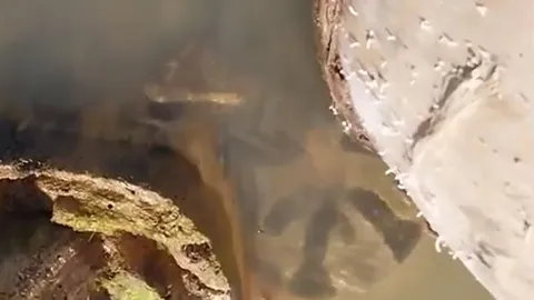 CLIP: Lấy điện thoại quay trăn Anaconda, người đàn ông bị 'quái vật đầm lầy' vồ và kết cục