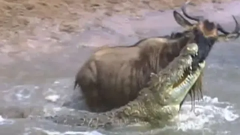 CLIP: Bị cá sấu cắn trúng mõm, linh dương đầu bò vẫn có màn 'lật kèo' ngoạn mục