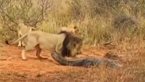 CLIP: Bị đàn sư tử bao vây, cá sấu vẫn bình tĩnh xử lý khiến chúa tể đồng cỏ bẽ mặt