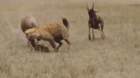 CLIP: Đi săn linh dương non, linh cẩu bị phụ huynh con mồi húc cho trọng thương