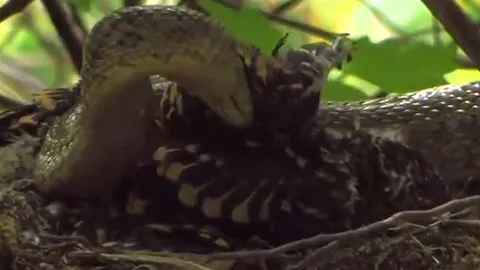 CLIP: Đi săn chim, rắn chuột bỗng biến từ kẻ đi săn thành con mồi