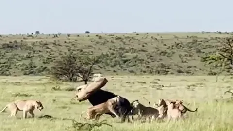 CLIP: Bị chấn thương nặng, trâu rừng vẫn húc văng sư tử lên không trung