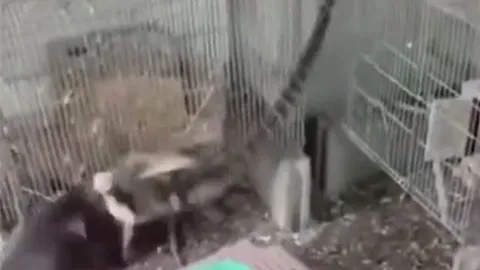 CLIP: Chó nhà dũng cảm tấn công rắn độc để giải cứu chim