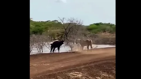 CLIP: Linh dương thoát hiểm ngoạn mục trước hàm cá sấu và móng vuốt sư tử