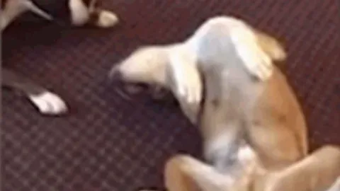 CLIP: Chiêm ngưỡng màn giả chết thần sầu của chó Boxer