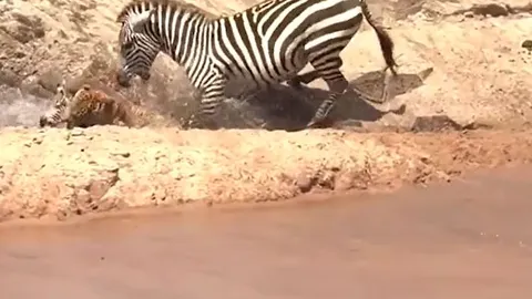 CLIP: Bị bắt mất con, ngựa vằn nổi điên cắn báo hoa mai