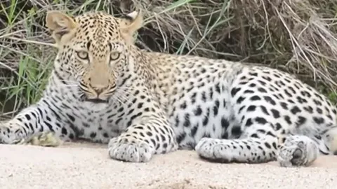 CLIP: Ngỗng con giả chết, thành công đánh lừa báo hoa mai để chạy thoát thân