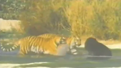 CLIP: Màn tử chiến bất phân thắng bại của gấu đen và 2 con hổ