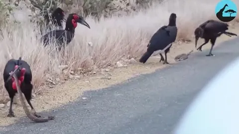 CLIP: Đang tán tỉnh nhau, 'cỗ quan tài sống' bị chim hồng hoàng tóm được và cái kết đẫm máu