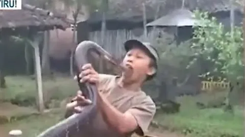 CLIP: Đùa giỡn với rắn hổ mang khổng lồ để quay video, người đàn ông nhận cái kết bi thảm