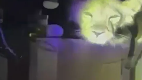 CLIP: Nghe tiếng động lạ lúc nửa đêm, soi đèn thì phát hiện sư tử nằm chình ình trên nóc tủ lạnh