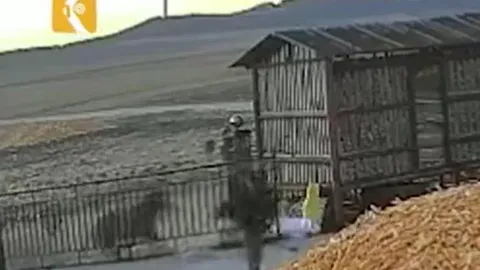 CLIP: Hổ phá cổng xông vào tấn công người và cái kết 'thót tim'