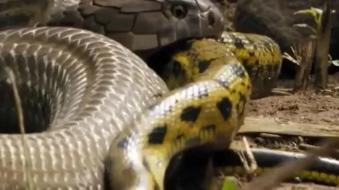 CLIP: Đang đói bụng, rắn hổ mang chúa 'vớ bở' khi gặp con mồi dễ xơi