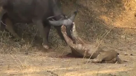 CLIP: Đi săn trâu rừng, sư tử bỏ mạng vì cặp sừng sắc nhọn của con mồi