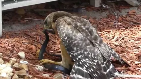 CLIP: Đi săn rắn, diều hâu bị con mồi cắn ngược và cái kết