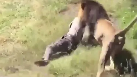 CLIP: Vào chuồng thăm sư tử, ông chủ công viên bị chúa tể đồng cỏ tấn công rồi kéo lê đi nhưng cái kết mới sốc