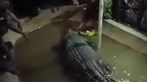 CLIP: Xoa đầu cá sấu, cụ ông nhận ngay bài học gây ám ảnh cả đời