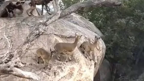 CLIP: Bị 21 con chó hoang truy sát, linh dương chưa trưởng thành vẫn khiến kẻ đi săn bẽ mặt