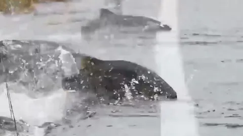 CLIP: Kỳ lạ khoảnh khắc cá hồi bơi qua đường quốc lộ ở Washington, Mỹ