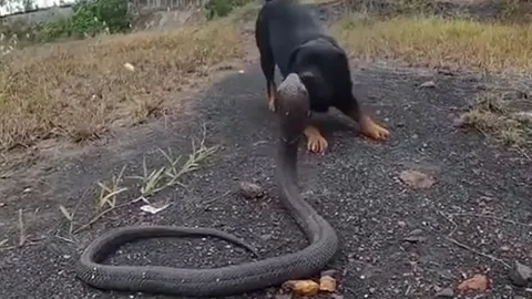 CLIP: Đụng độ chó Rottweiler, rắn hổ mang chúa nhận cái kết thê thảm