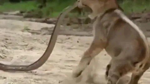 CLIP: Bị sư tử đe dọa, trăn đá châu Phi tung cú đớp khiến chúa tể đồng cỏ sợ khiếp vía