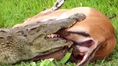 CLIP: Nằm gọn trong miệng cá sấu, linh dương Impala vẫn thoát chết thần kỳ