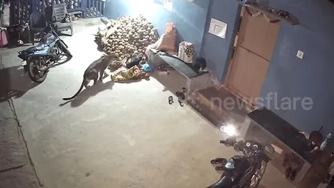 CLIP: Báo hoang đột nhập nhà dân, ra tay chớp nhoáng bắt chó trong tích tắc