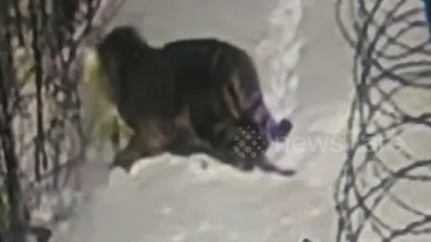 CLIP: Hổ dữ truy sát, kết liễu chó nhà chỉ bằng một cú cắn chí mạng