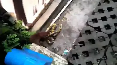 CLIP: Cầy mangut điên cuồng tấn công, con rắn liệu có thể thoát khỏi hàm răng sắc nhọn?