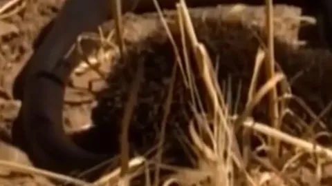 CLIP: chạm trán nhím, rắn hổ mang Ai Cập nhận cái kết xấu hổ