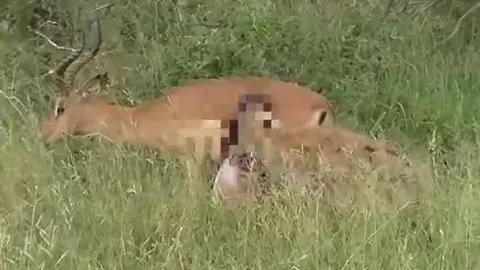 CLIP: Bị linh cẩu cắn xé, linh dương bỗng vùng dậy chống trả lại kẻ đi săn và cái kết