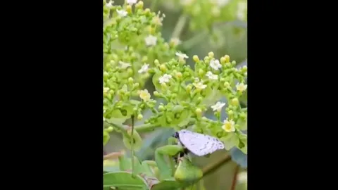 CLIP: Choáng ngợp trước pha săn mồi thần tốc của bọ ngựa