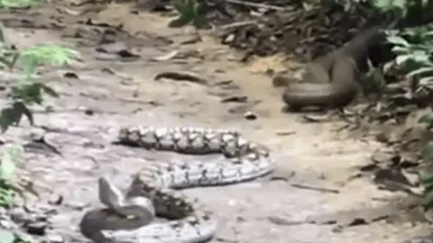 CLIP: Bị rắn hổ mang chúa 'tập kích' bất ngờ, trăn 'khủng' nhận cái kết đau đớn