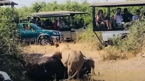 CLIP: Trâu rừng liên tục tấn công đồng loại để giải cứu đối phương khỏi nanh vuốt sư tử