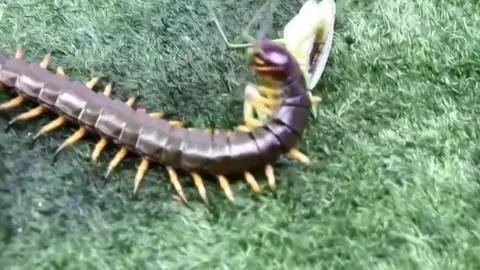 CLIP: Trận chiến sinh tử giữa rết độc và bọ ngựa, kẻ mạnh hơn đã lộ diện